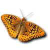 butterfly.jpg (2139 bytes)